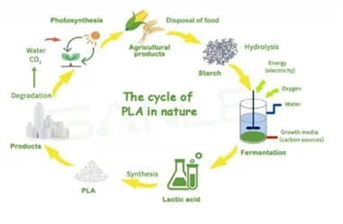 Leading The Way in Environmental Responsibility: Chamsmetic’s Commitment To Sustainable Packaging